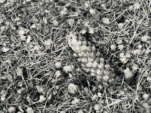 IMG_6310