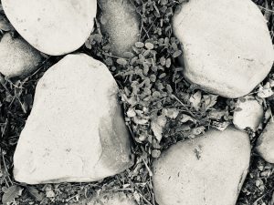 IMG_6312
