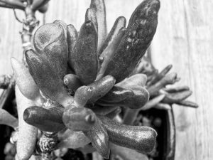 IMG_6834