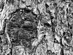 wabi sabi IMG_9278